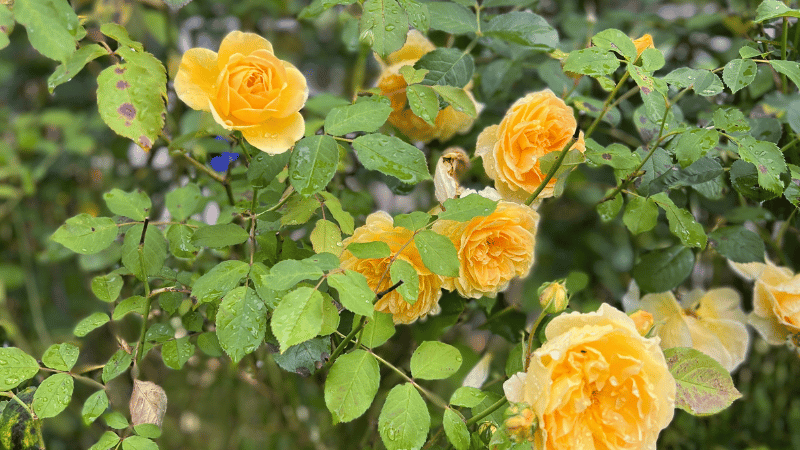 Garden images (3)