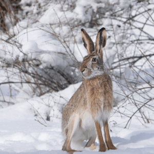 Christmas Hare - Pack of 10