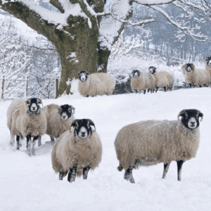 Frosty Flock- Pack of 10