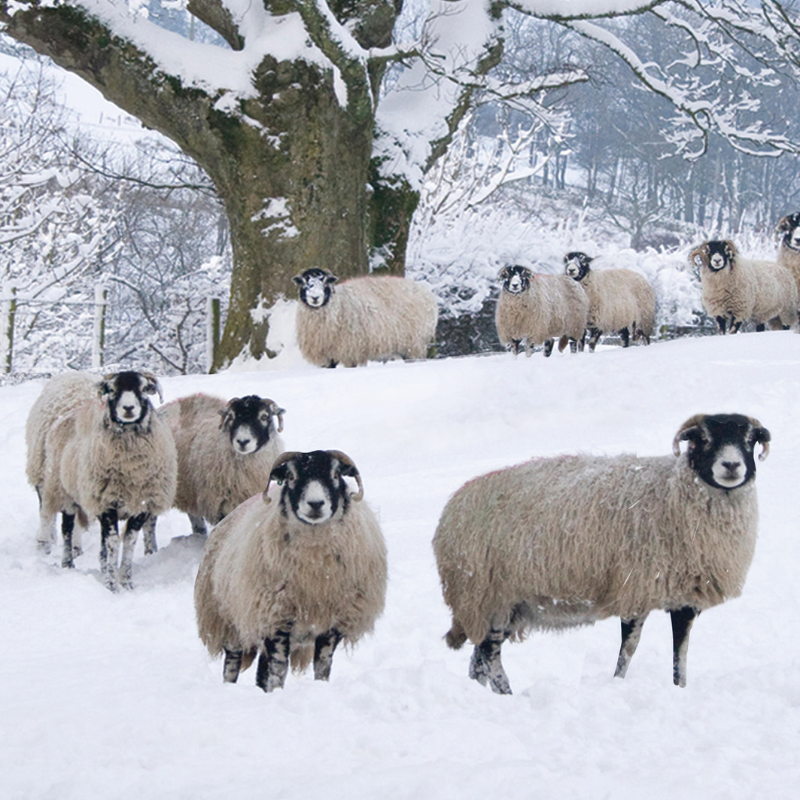 Frosty Flock- Pack of 10